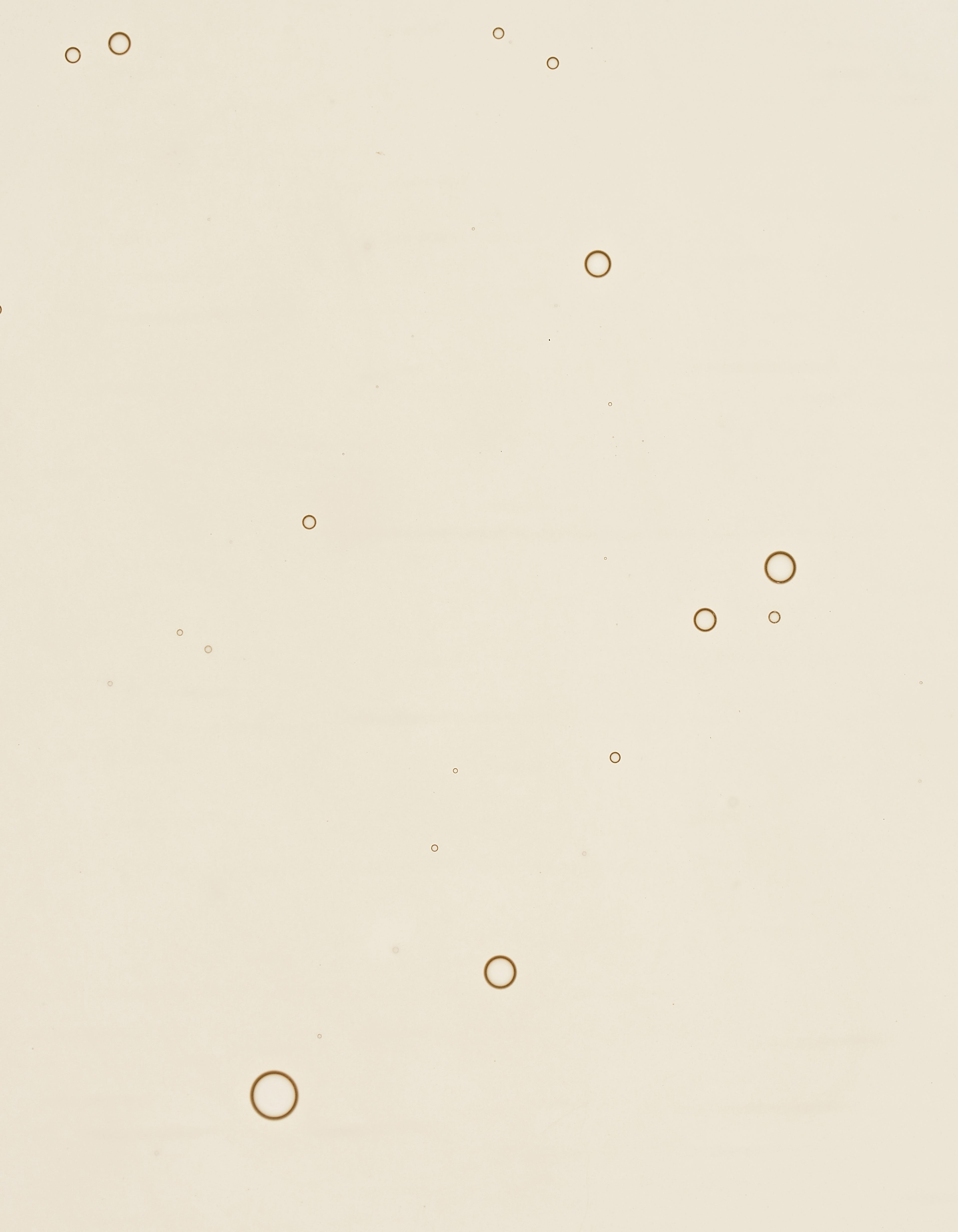 Rose Hyaluronic Serum