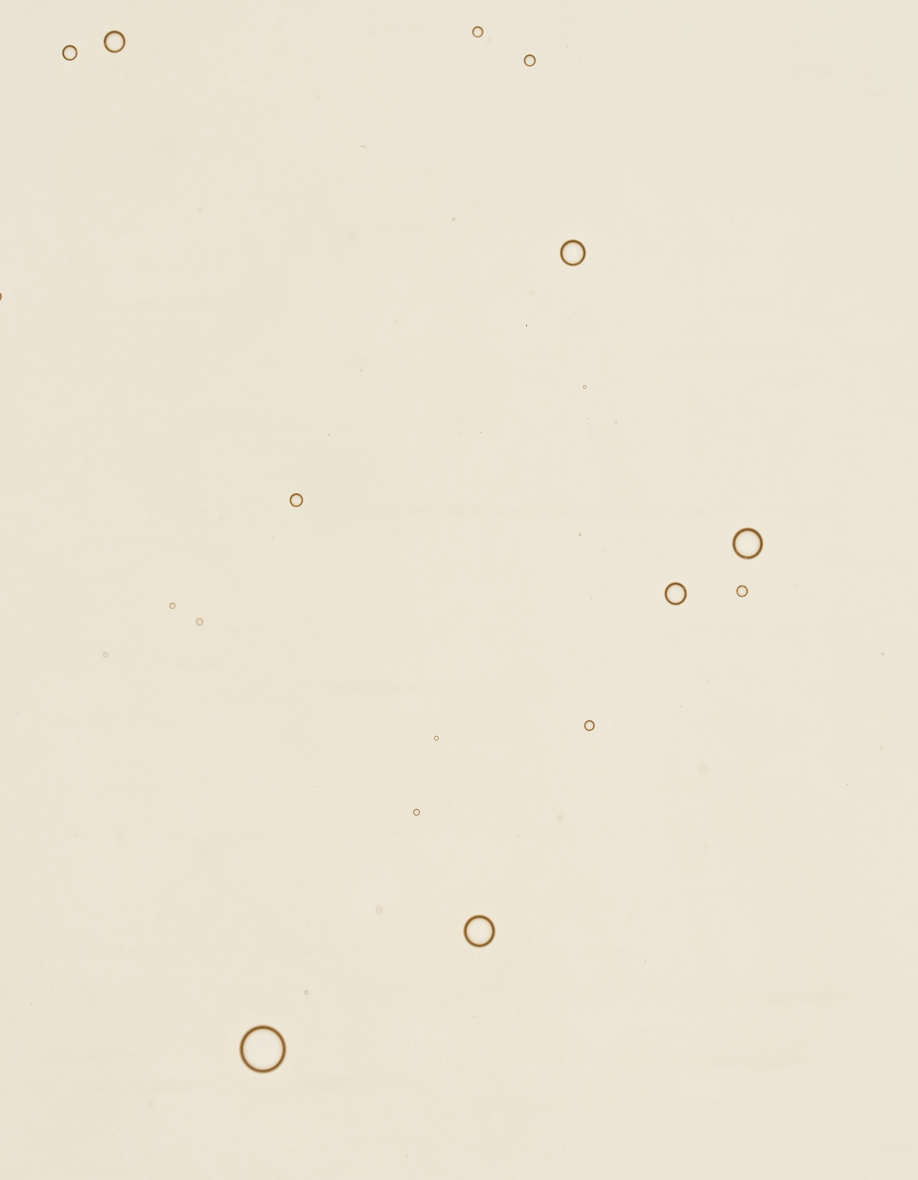 Rose Hyaluronic Serum